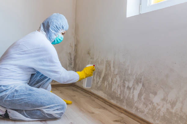 Licensed Basement Mold Removal service in Butler, PA - WQB Mold Removal