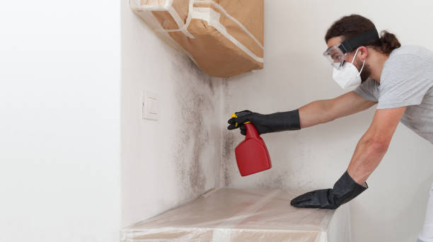 Professional Basement Mold Removal technician working in Butler, PA
