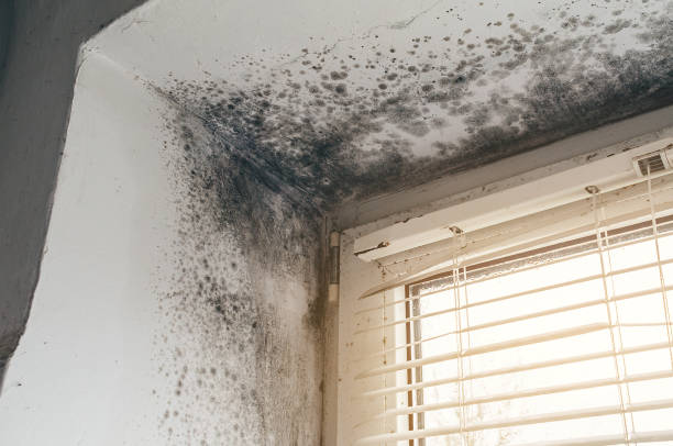 Affordable Basement Mold Removal solutions in Butler, PA