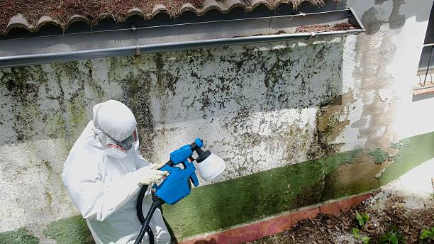 Top rated local Basement Mold Removal specialists in Butler, PA